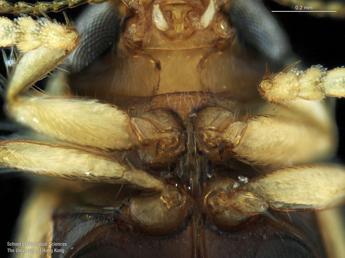 Head in ventral view